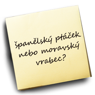 španělský ptáček nebo moravský vrabec? – KAREL JE KING!